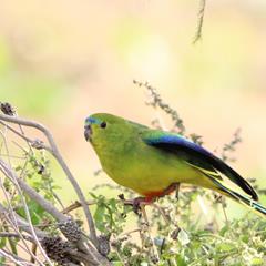 One Orange-Bellied Parrot sitting in a tree preparing to fly 