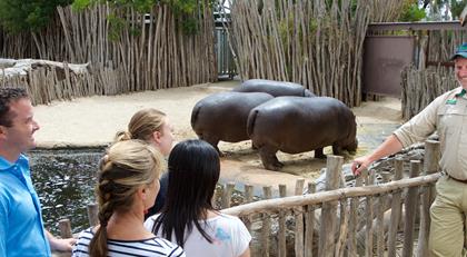 A group of people listening to a Zoo Keeper talk in front of three hippos
