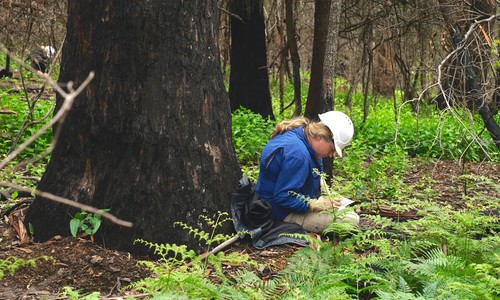 A woman is kneeling on the ground in the bush next to a large, burnt-out treat. She is writing in a notebook.