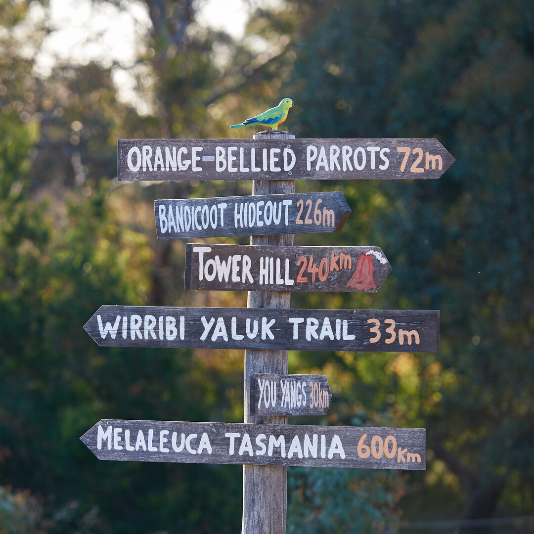 A fake parrot is on top of a wooden sign with various trails and objects painted on.