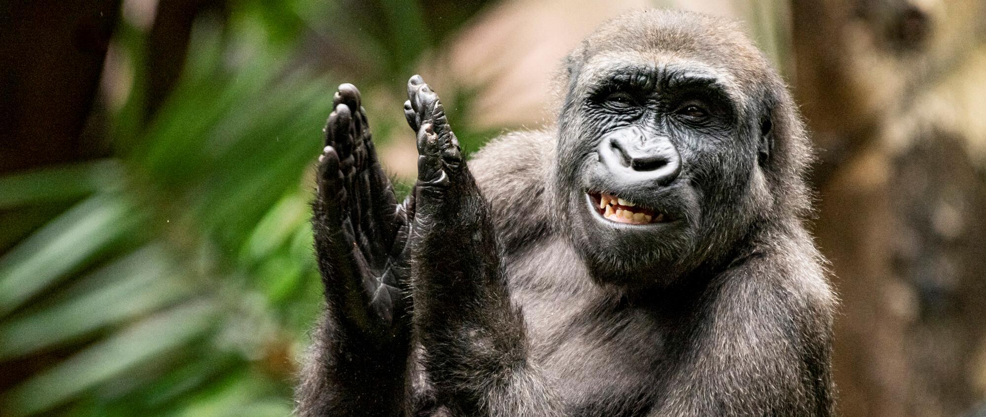 Western Lowland Gorilla looking towards a camera with funny expression on face clapping hands