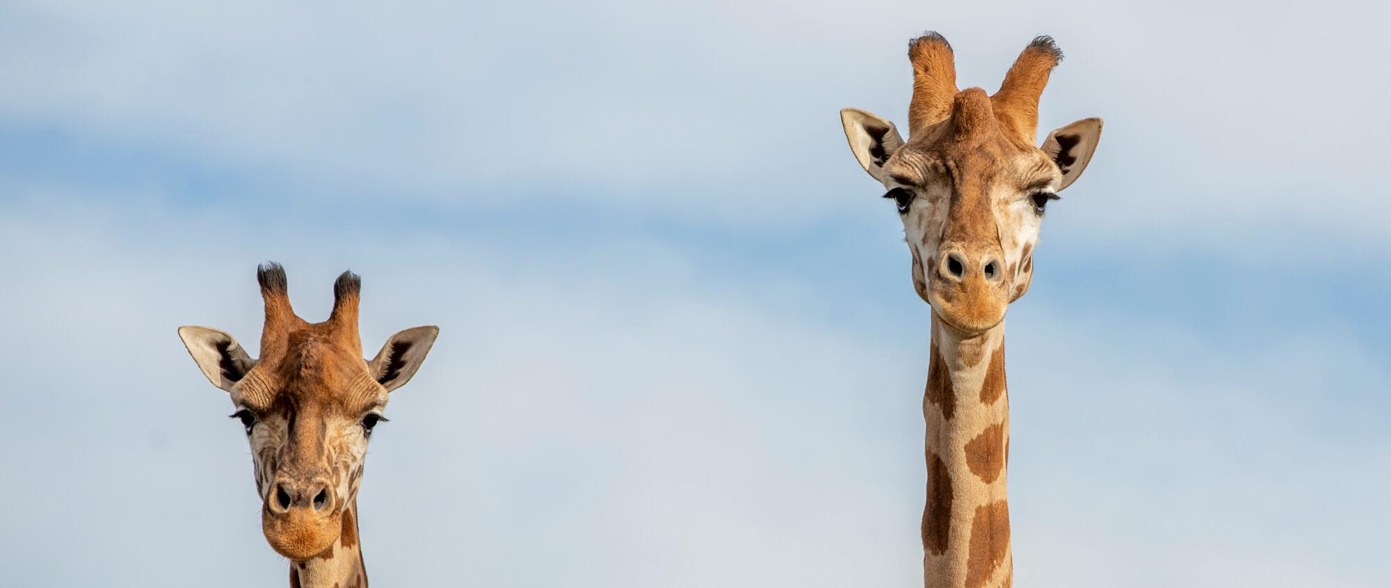 Two giraffe heads with clouds and blue sky in background. both looking at camera. 