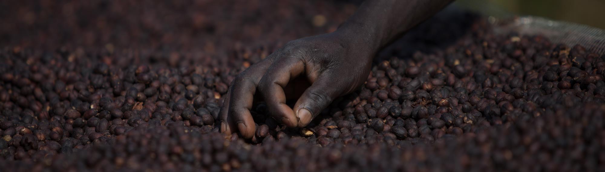 A hand sifting through brown coffee beans