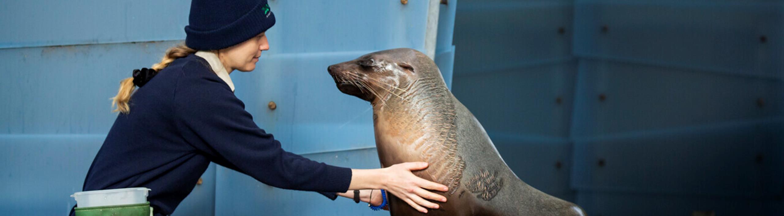 A fur seal and a Keeper interacting during Keeper Talk
