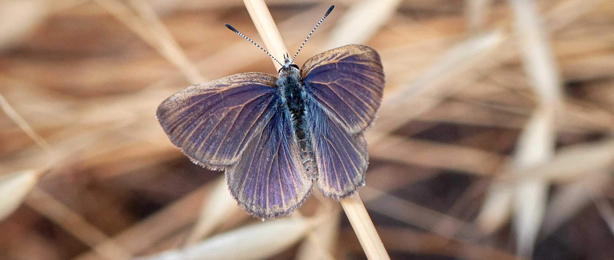 A Golden-rayed Blue Butterfly (a grey, brown butterfly with blue wings) sitting on a piece of dry grass.