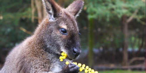 Swamp Wallaby eating wattle