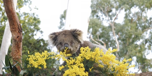 Koala checks out wattle