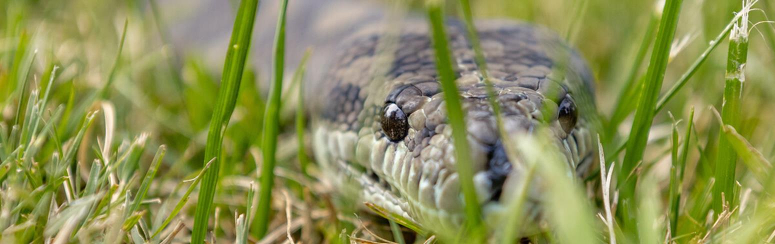 Close-up of a Coastal Carpet Python in the grass.