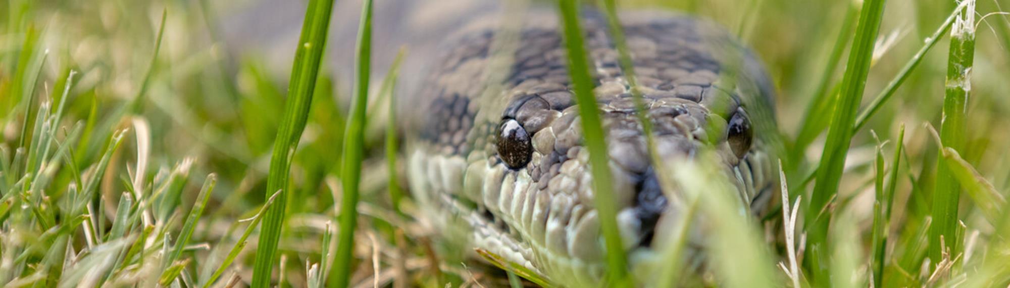 Close up of a snake in grass