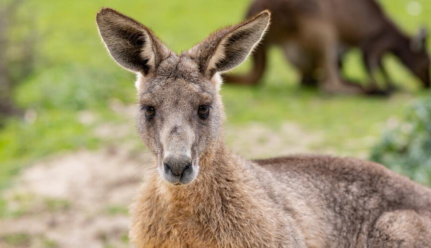 A Eastern Kangaroo, with big floppy ears, looks at the camera.