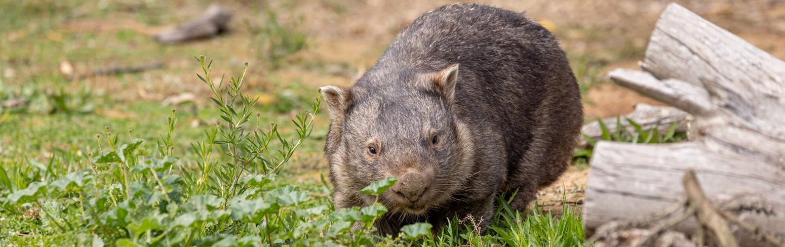 A brown Wombat is walking across grass, with a log next to her.