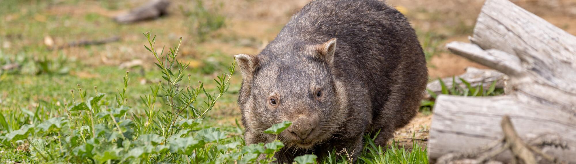 A brown wombat is walking across grass. There is a log next to the wombat.