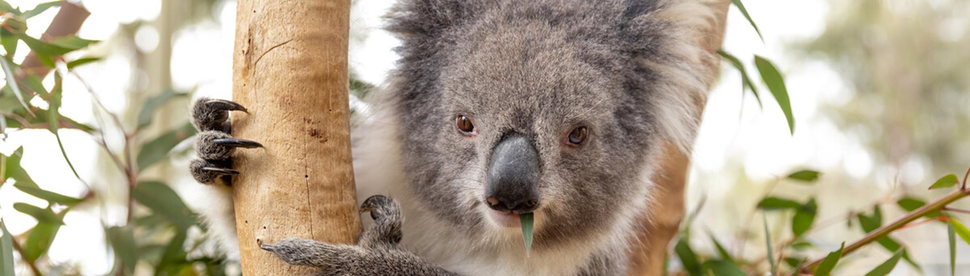 A grey Koala is holding onto a tree branch, with small leaf in mouth.