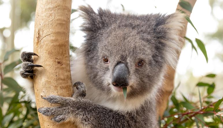A grey koala is holding onto a tree branch