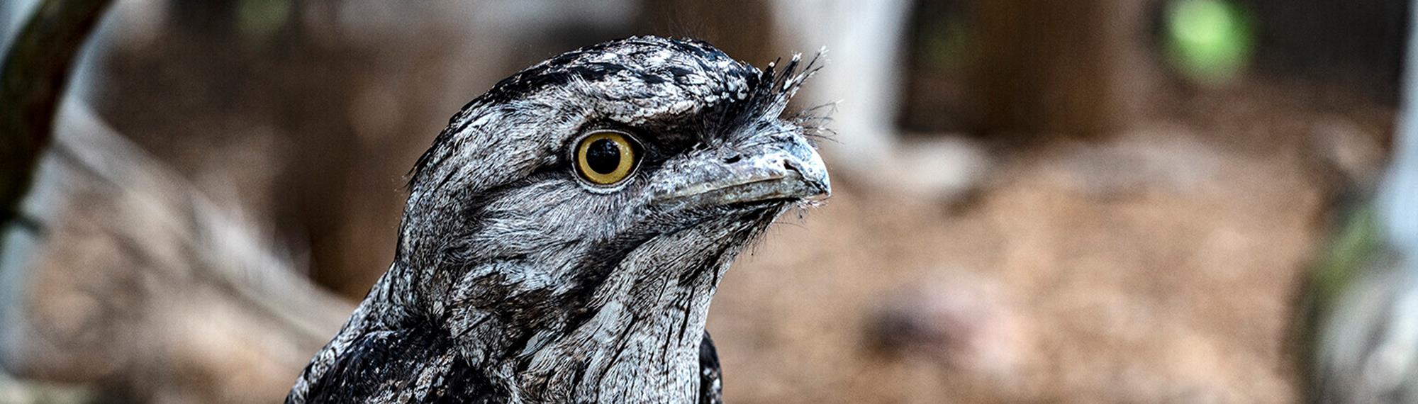 Close up of a Tawny Frogmouth bird with yellow eyes and a pointed beak