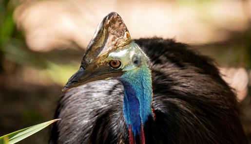 A Southern Cassowary, which has a blue neck and brown horn on her head, turned right (or to our left).