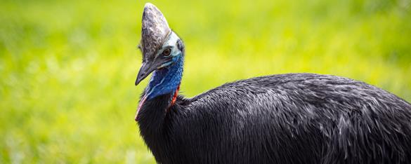 A Southern Cassowary standing on grass, shown from their left.