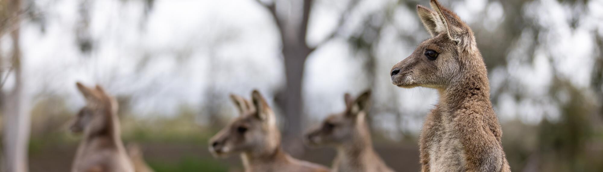 Four Kangaroos, with one in focus, looking toward the left of frame.