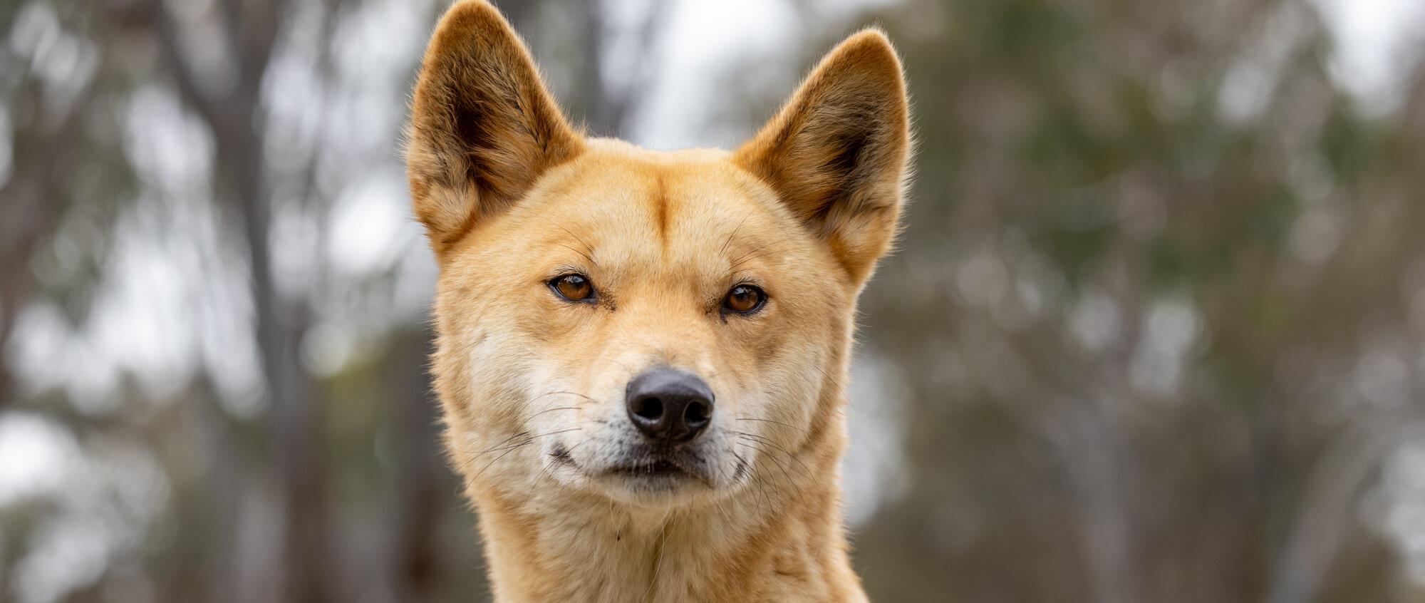 Close-up of a Dingo facing the camera.