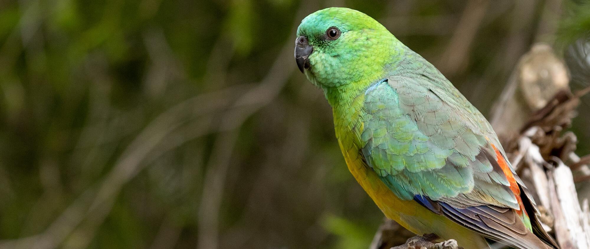 A Red-Rumped Parrot sitting on a branch and facing left of frame.
