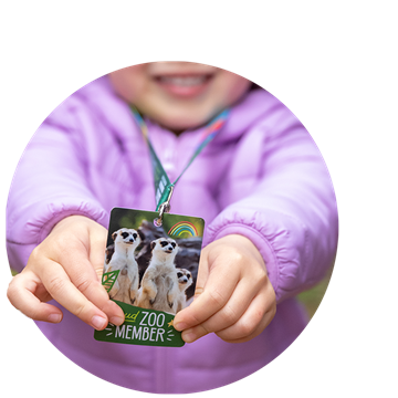 A circle-cropped image of a Zoo Member card, with three Meerkats on it, held up by a smiling young Member.