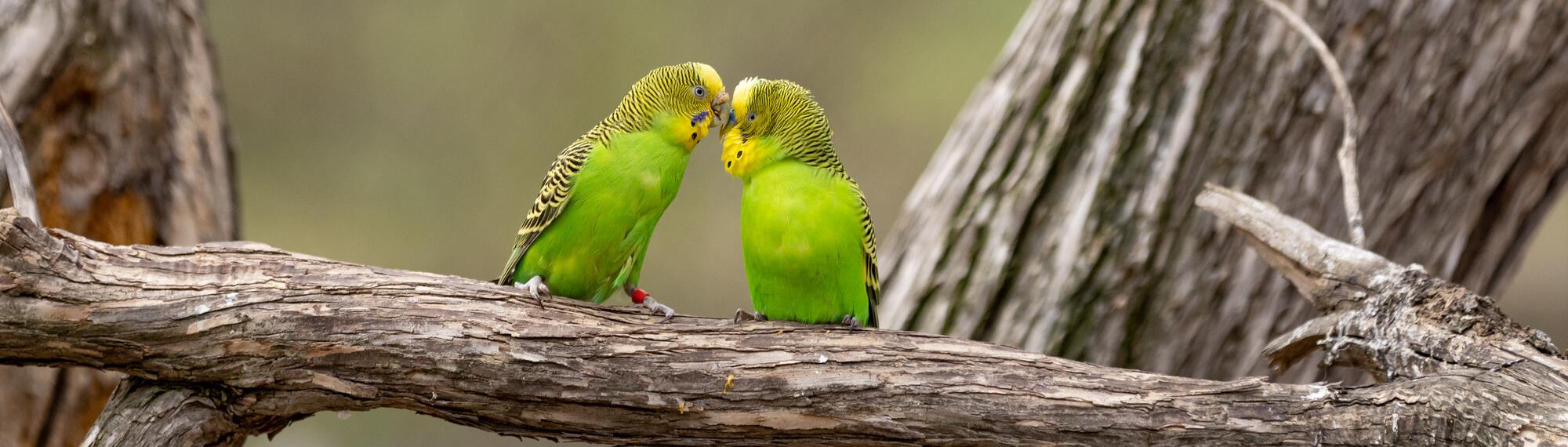 Two green Budgerigars facing each other while preening on a branch.