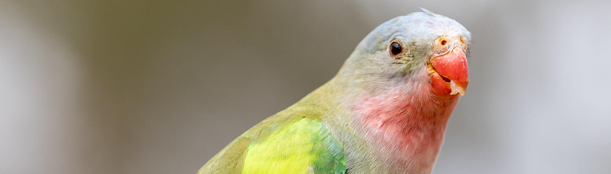 A close-up of a Princess Parrot, facing right and eating fruit.