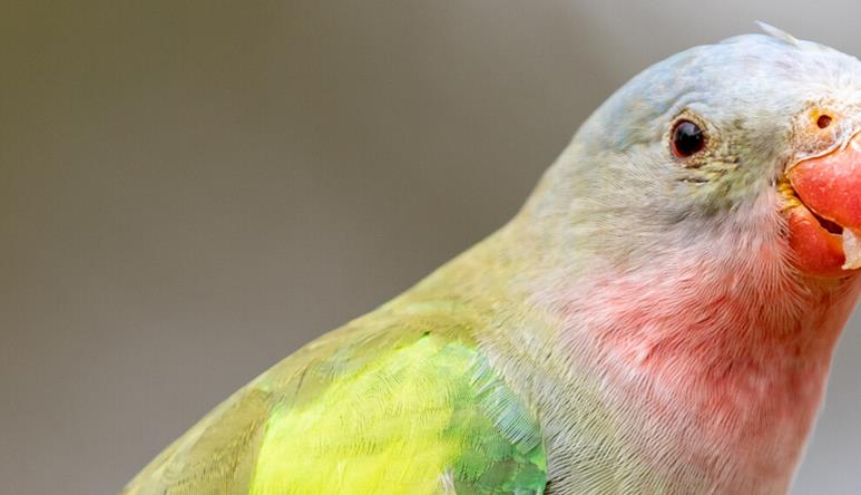 A close-up of a Princess Parrot, facing right and eating fruit.