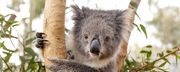 Koala in a tree eating leaves