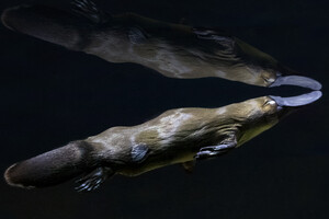 A brown platypus swimming in dark water