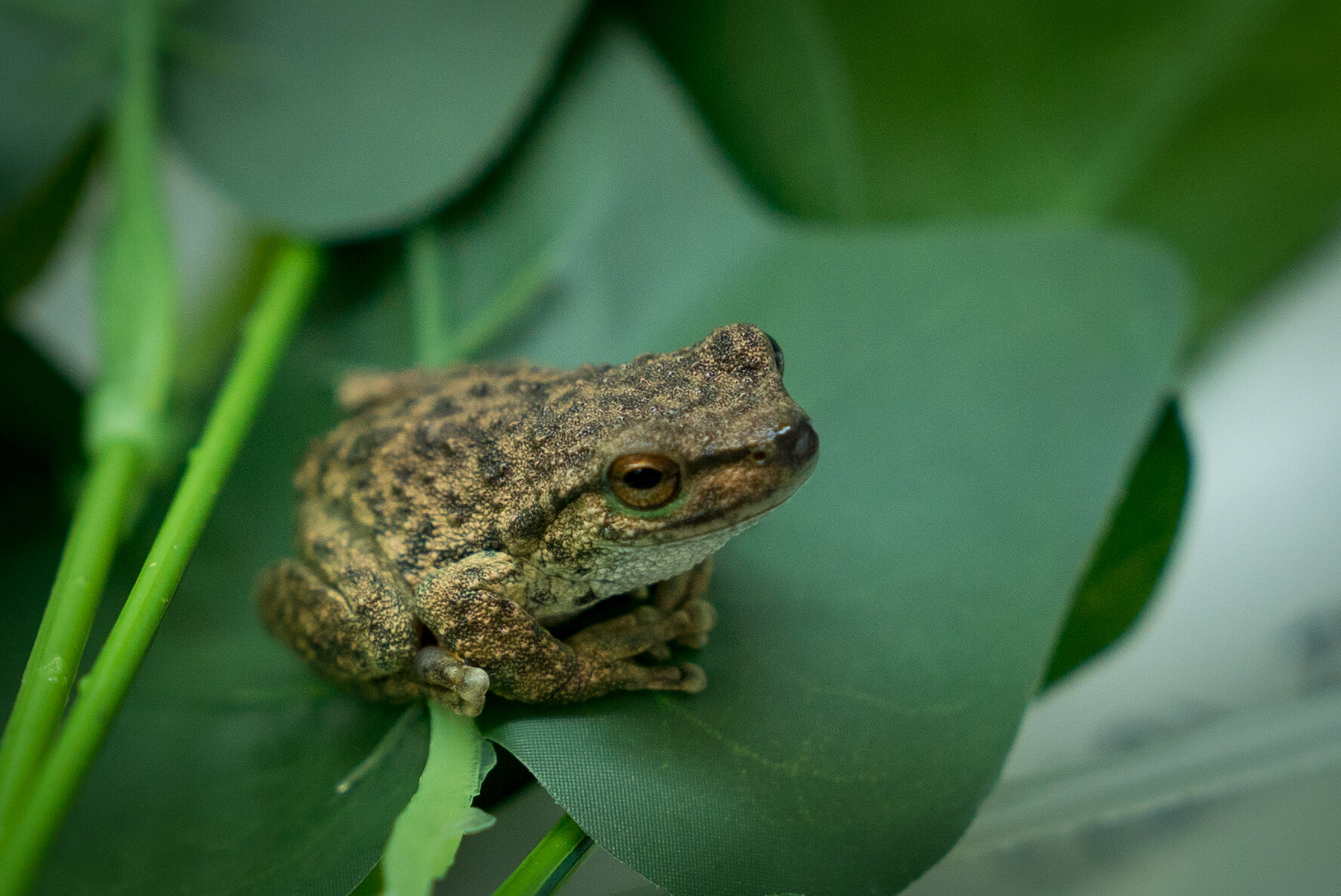 Spotted Tree Frogs vary in colours and patterns.
