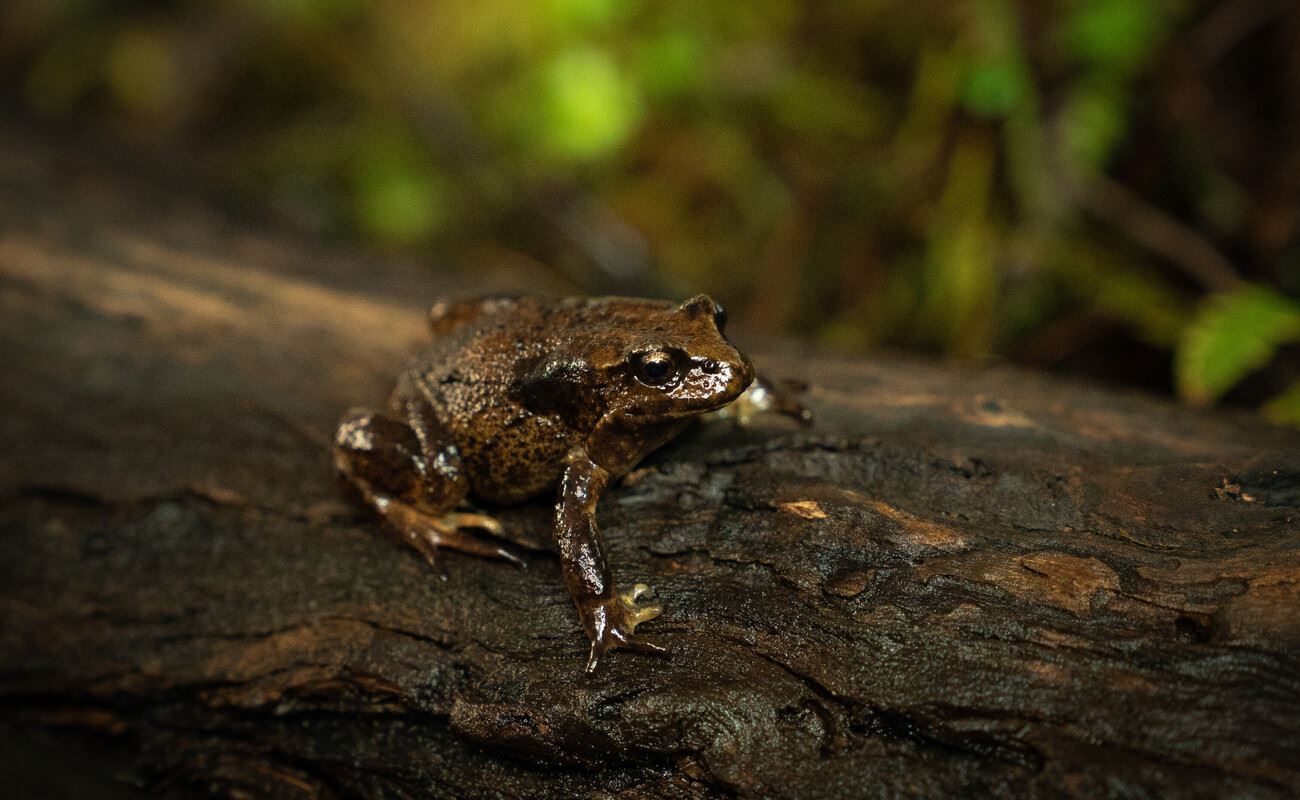 A brown Baw Baw Frog sits on a log