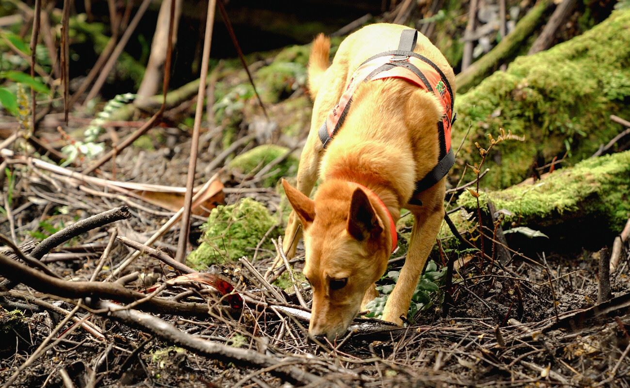 Kip, a blonde Kelpie is sniffing through the leaf litter. Behind him is the mossy root system of a tree.