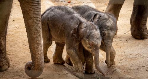 Two Asian Elephant calves walking on the dirt, joined by two adults on either side.