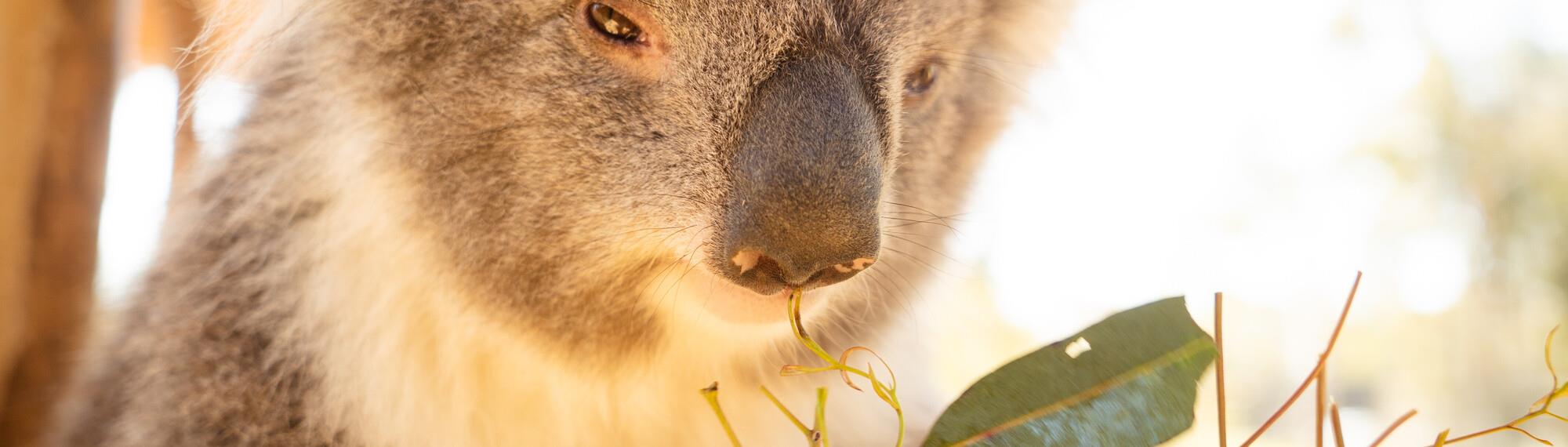 Close up of a Koala in a tree at Kyabram Fauna Park