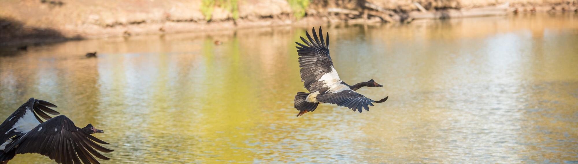 A bird flies across the wetlands at Kyabram Fauna Park