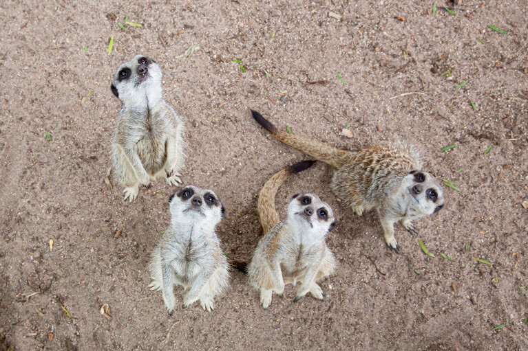 Four meerkats look up from the ground