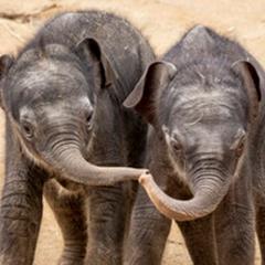 Two Asian Elephant calves touching trunks while looking directly toward the camera.