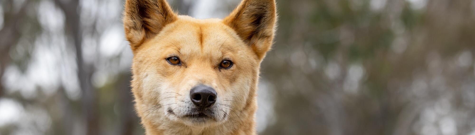 Alpine dingo looking at the camera