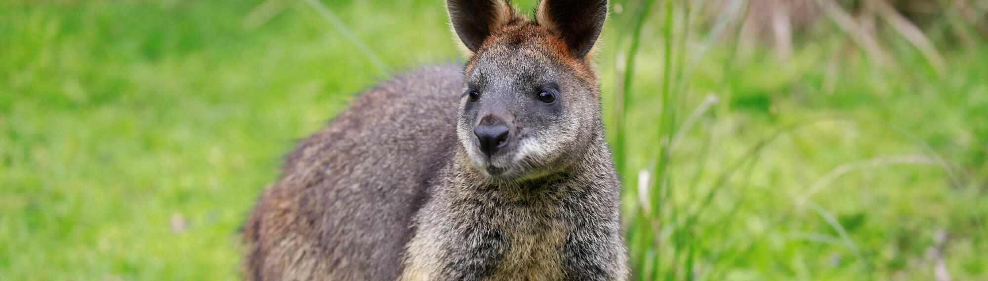 A Swamp Wallaby, standing in the grass and looking slightly right.