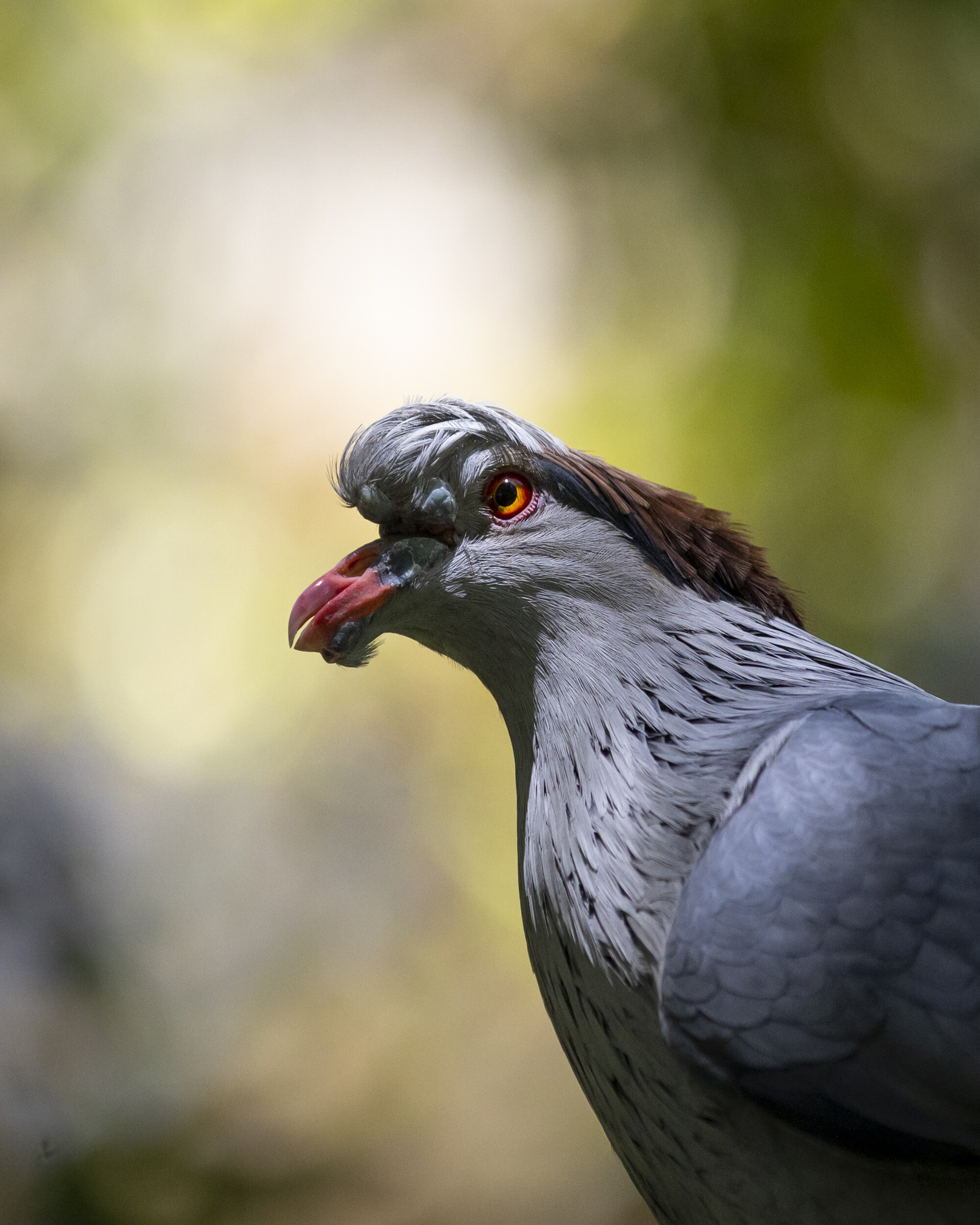 Portrait of a pigeon!