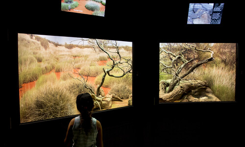 Child looking at red centre exhibit at healesville reptile house