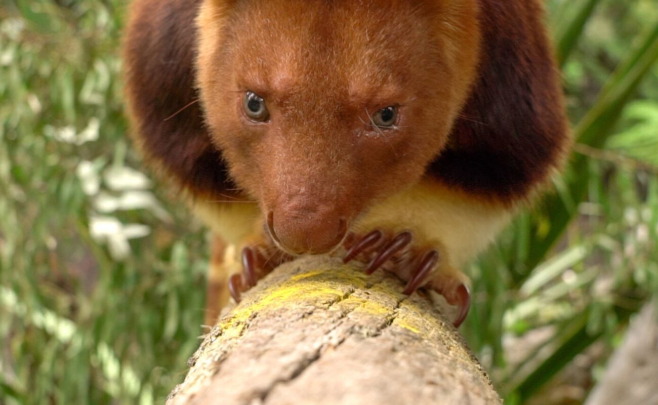 A Goodfellow's Tree-kangaroo is perched on a brown log. It has red-brown fur across it's face and upper legs. It's lower limbs are a light cream colour. It is sniffing a dusting of yellow powdered turmeric. It has big blue eyes that look towards the camera.