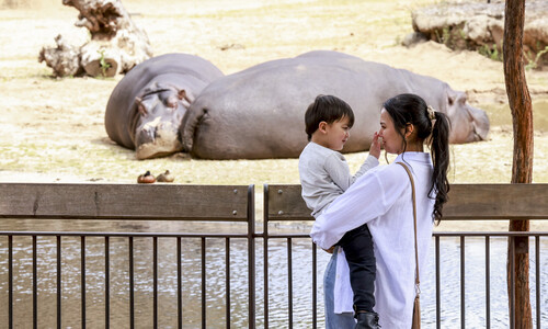 Mother and son looking at hippos