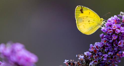 A yellow butterfly perched on a stem of purple flowers