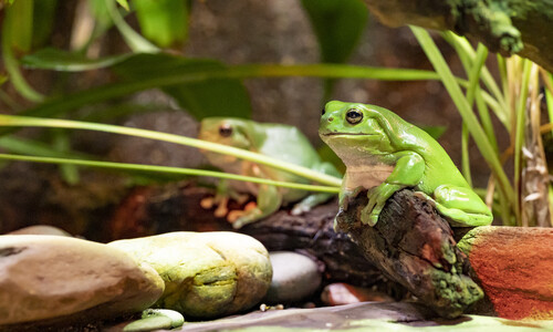 Two Green tree frogs on a log.