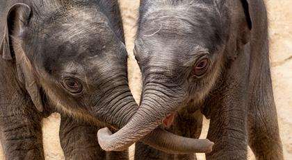 Two Asian Elephant calves with their trunks wrapped together, facing toward the camera and accompanied by an adult's trunk to the right.