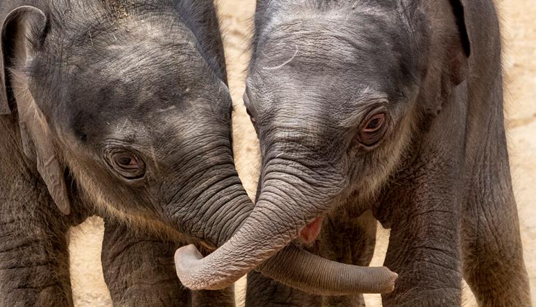 Two Asian Elephant calves with their trunks wrapped together, facing toward the camera and accompanied by an adult's trunk to the right.