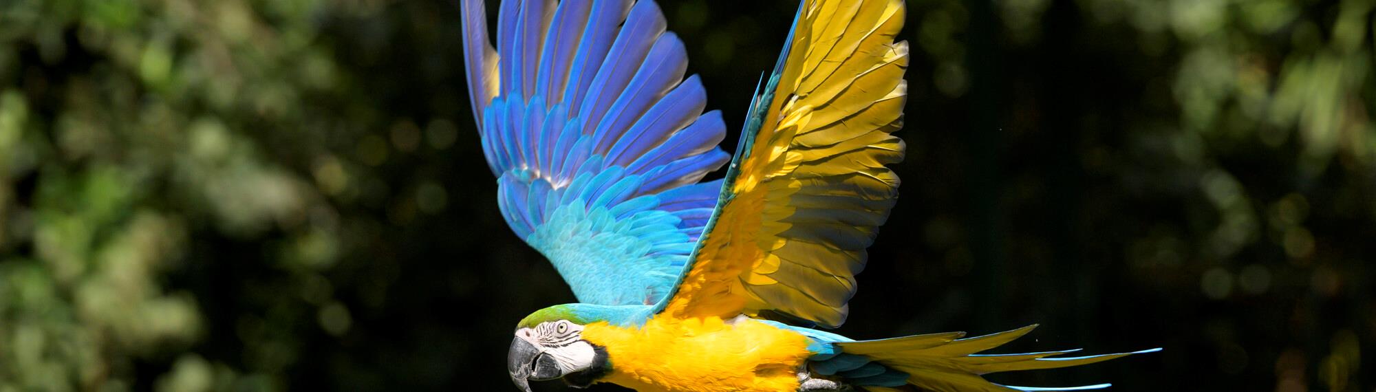 Blue and yellow Macaw parrot flying through the air