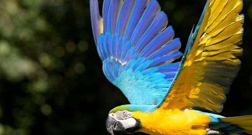 Blue and yellow Macaw parrot flying through the air